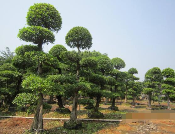 <b>榕樹可以水培嗎，榕樹水培方法</b>
