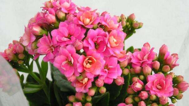 <b>長壽花的繁殖方法</b>
