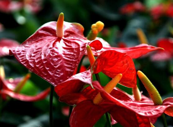 <b>紅掌什么時候開花，一年四季均可開花</b>