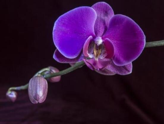<b>蝴蝶蘭開花前怎么養(yǎng)護，教你五種好方法花開的</b>