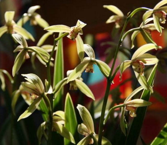 <b>蘭花什么時候開花，不同品種開花時間不盡相同</b>