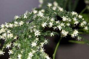 <b>文竹會開花嗎，文竹開花有什么兆頭/很難開花</b>