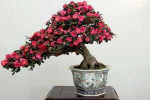 <b>茶花怎么修剪，茶花的修剪方法圖解</b>