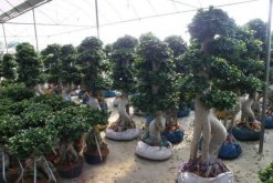 榕樹盆景掉葉子，四種原因以及處理方法