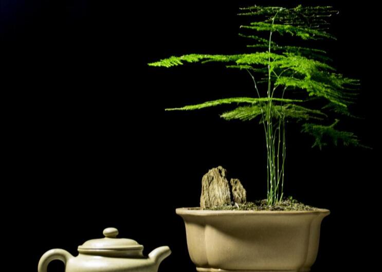 矮文竹怎么澆水，不合理的澆水會導致根部腐爛