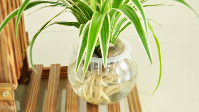 水養吊蘭怎么養才茂盛