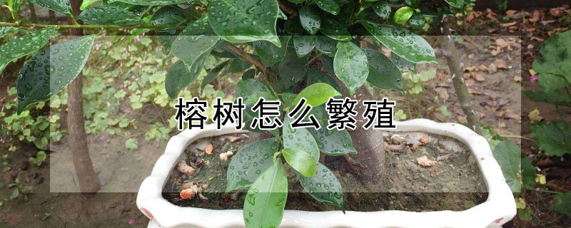 榕樹怎么繁殖
