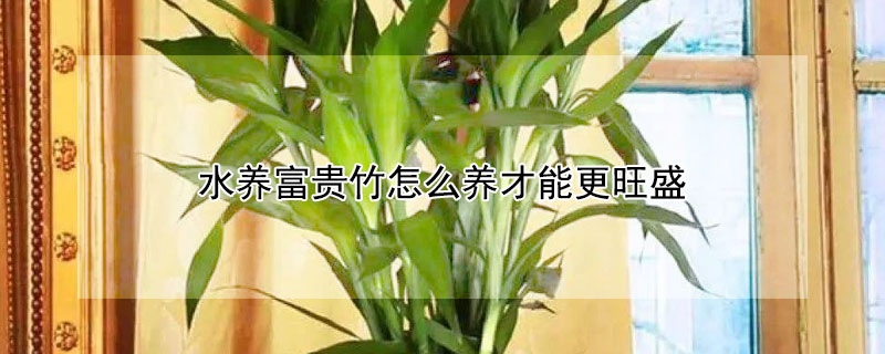 水養(yǎng)富貴竹怎么養(yǎng)才能更旺盛