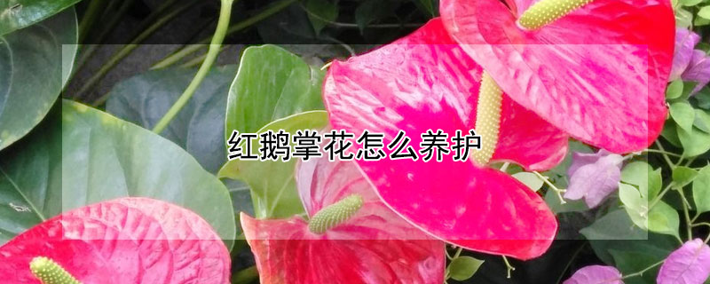 紅鵝掌花怎么養(yǎng)護