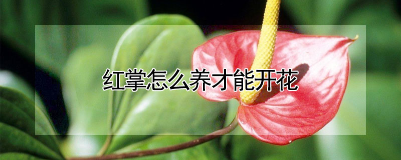 紅掌怎么養(yǎng)才能開花