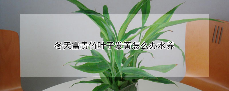 冬天富貴竹葉子發(fā)黃怎么辦水養(yǎng)