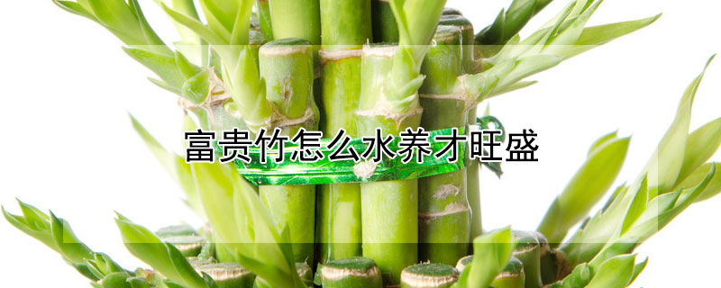 富貴竹怎么水養(yǎng)才旺盛