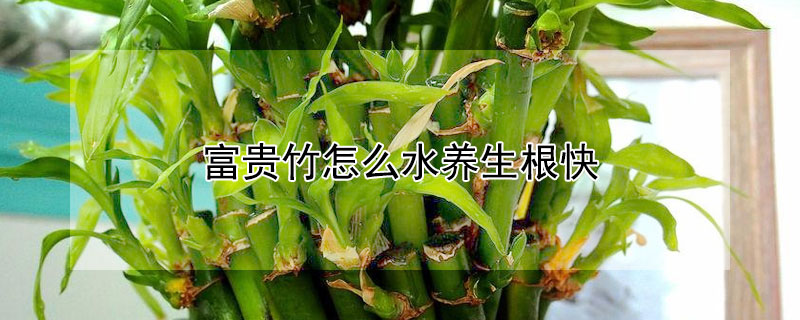 富貴竹怎么水養(yǎng)生根快