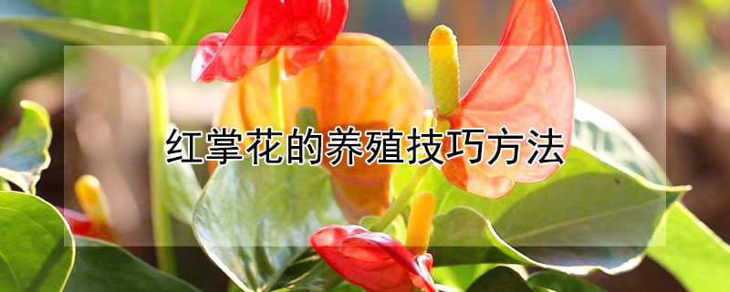 紅掌花的養(yǎng)殖技巧方法