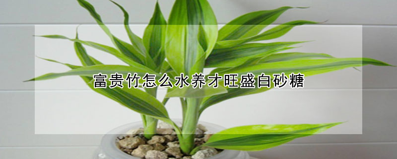 富貴竹怎么水養(yǎng)才旺盛白砂糖
