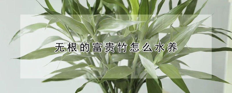 無根的富貴竹怎么水養(yǎng)