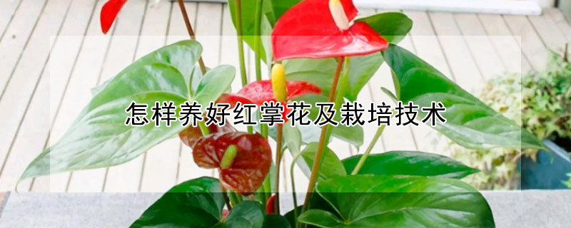 怎樣養(yǎng)好紅掌花及栽培技術(shù)