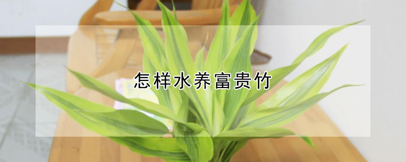 怎樣水養(yǎng)富貴竹