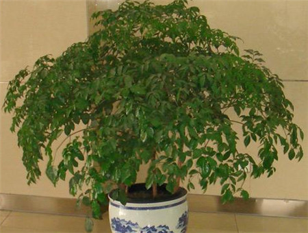 <b>幸福樹怎么澆水</b>