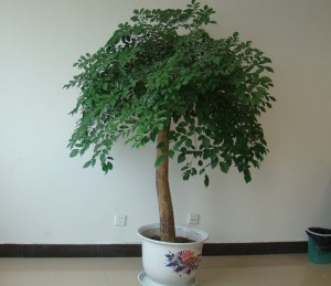 幸福樹幾天澆一次水，表土干、花盆感到輕就要