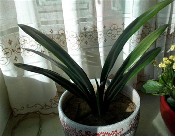 <b>君子蘭為什么不開花</b>