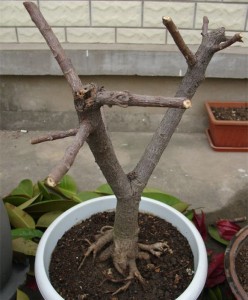 <b>橡皮樹的修剪方法</b>