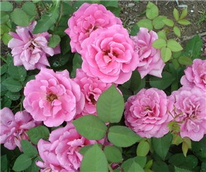 怎樣使盆栽月季連續開花