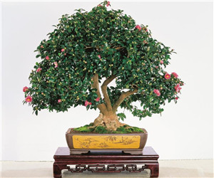 茶花開花后應如何管理
