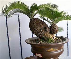 <b>鐵樹葉片的修剪方法</b>