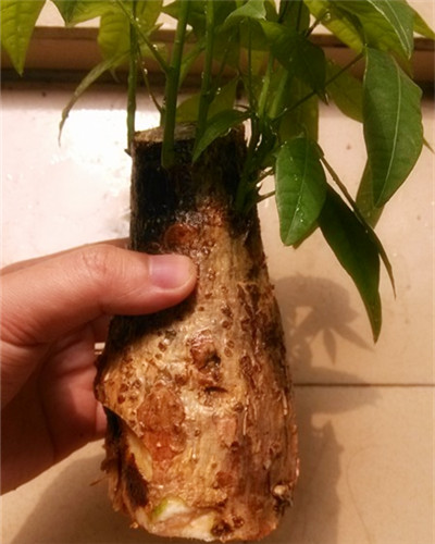 發財樹根部腐爛后改水培方法圖解